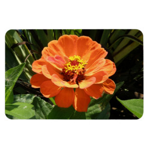 Högvärdig magnet för orange Zinnia