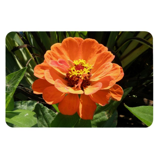 Högvärdig magnet för orange Zinnia (Horisontell)