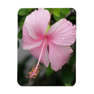 Högvärdig magnet för rosa hibiskus