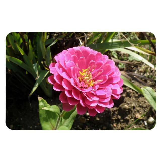 Högvärdig magnet för rosa Zinnia (Horisontell)