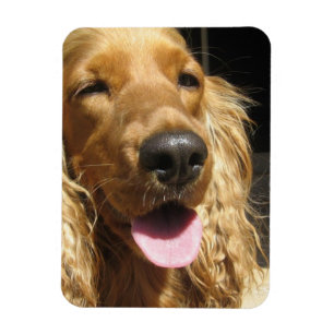 Högvärdig magnet för Spanielhund