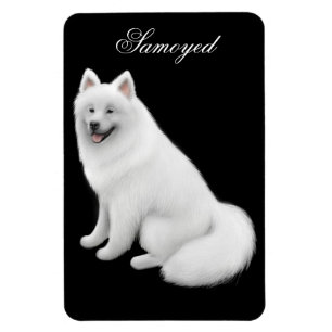 Högvärdig magnet för vänlig Samoyedhund