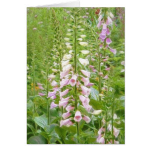 Högväxt Foxglove - Excelsiorbland Hälsningskort