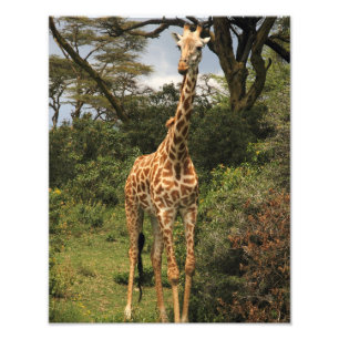 Högväxt giraff i buskar fototryck