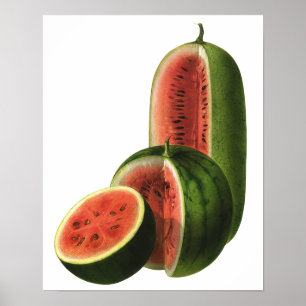 Högväxt runda för vintagevattenmelnar, organisk poster