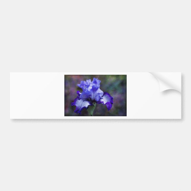 Högväxt skäggig Irisblommar för lilor och för Bildekal (Framsidan)