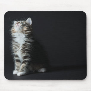 Högväxt Tabby Musmatta