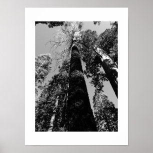 Högväxt träd i den Yosemite affischen - svart & Poster