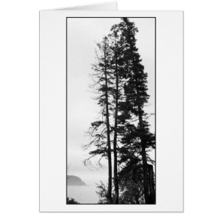 Högväxt träd och mist hälsningskort