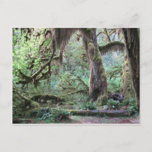 Hoh Rain Forest - Olympic National Park Vykort