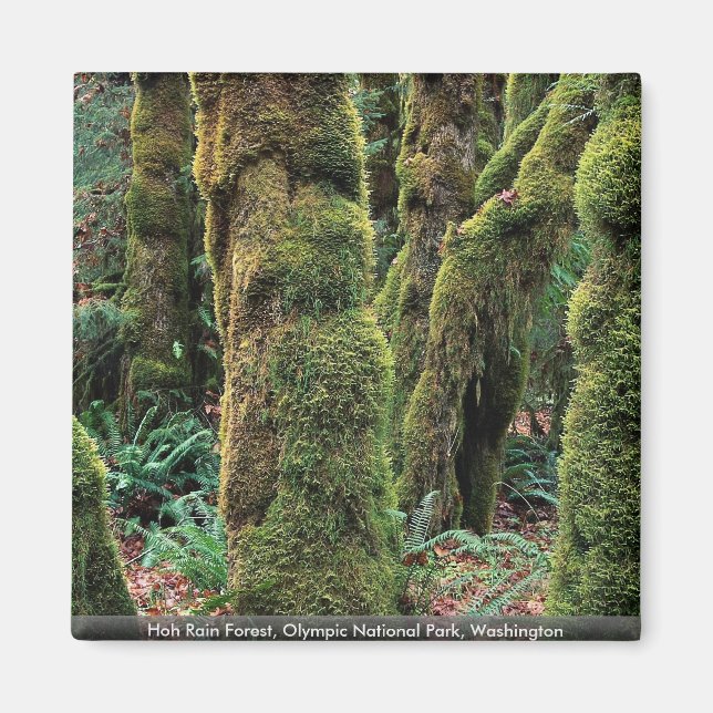 Hoh Rain Forest, Olympic National Park, Washington Magnet (Framsidan)