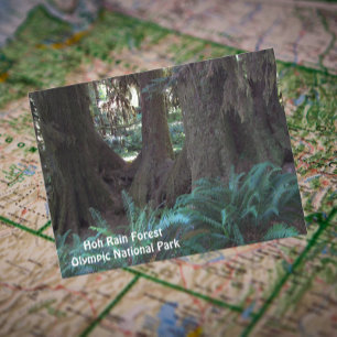Hoh Rain Forest Travel Photo Vykort