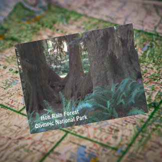 Hoh Rain Forest Travel Photo Vykort