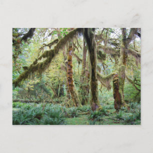 Hoh Rain Forest Vykort