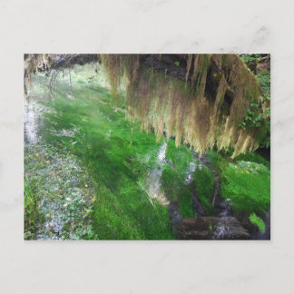 Hoh Rain Forest Vykort