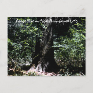 Hoh Rainforest 1965 Vykort