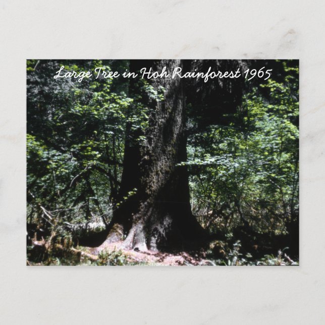 Hoh Rainforest 1965 Vykort (Framsida)
