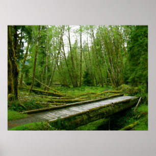 Hoh regnskog - olympisk nationalpark poster