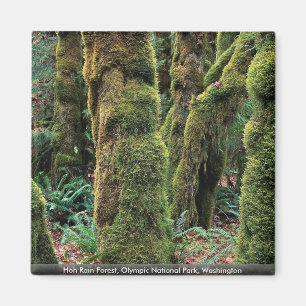 Hoh regnskog, olympisk nationalpark, Washington Magnet