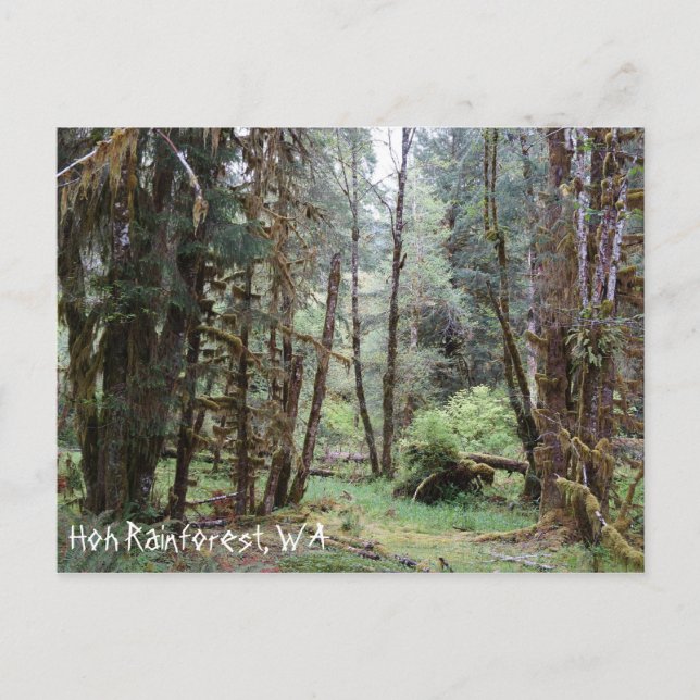 Hoh regnskog, Washington State, vykort (Framsida)
