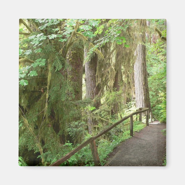 Hoh Valley Rain Forest Magnet (Framsidan)