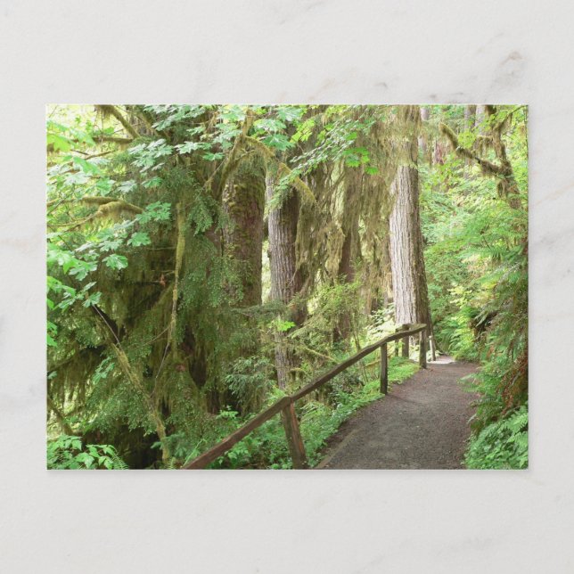 Hoh Valley Rain Forest Postcard Vykort (Framsida)