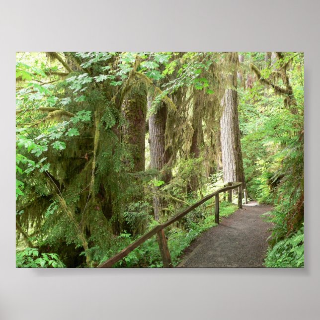 Hoh Valley Rainforest Trail Poster (Framsidan)