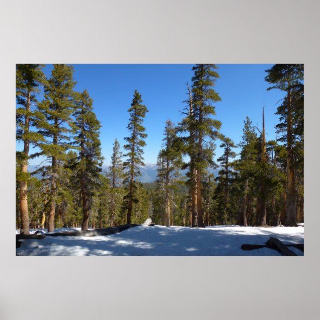 Höj ner från Mitchell-toppen i Sequoia Poster (Framsidan)