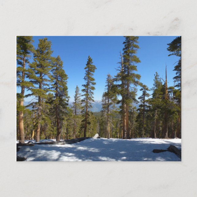 Höj ner från Mitchell-toppen i Sequoia Vykort (Framsida)