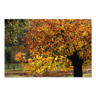 Hojas doradas del castaño en otoño en la sierra fototryck