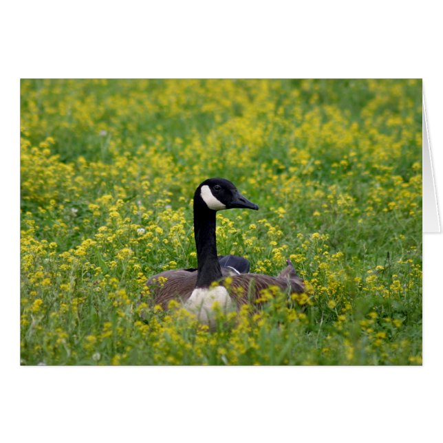 höjd hälsningskort (Framsidan Horizontal)