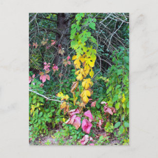 Höjdens färger vykort