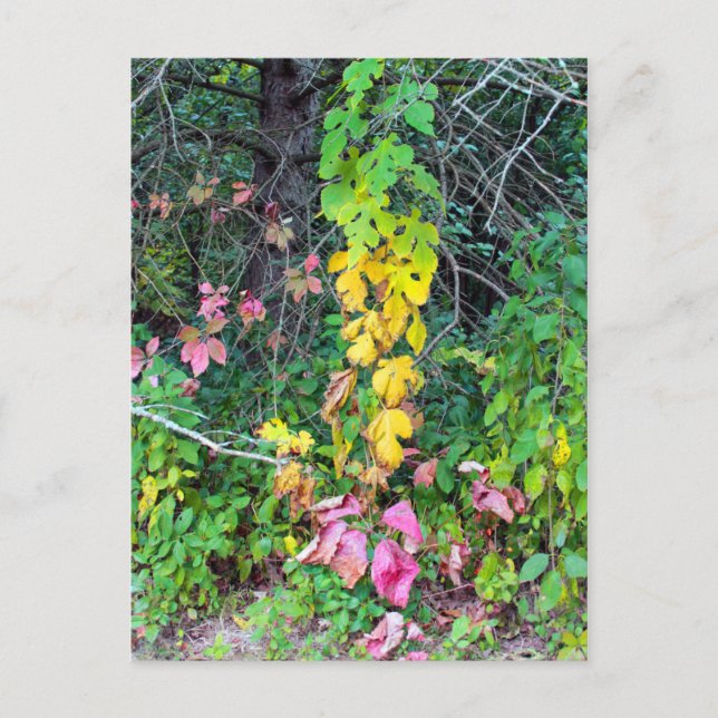 Höjdens färger vykort (Framsida)