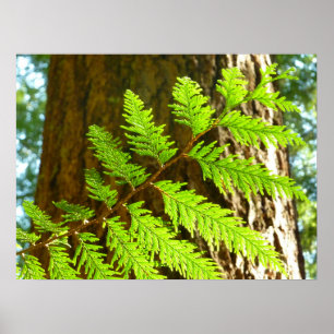 Höjdpunkter av en botanisk rödvedsträd poster