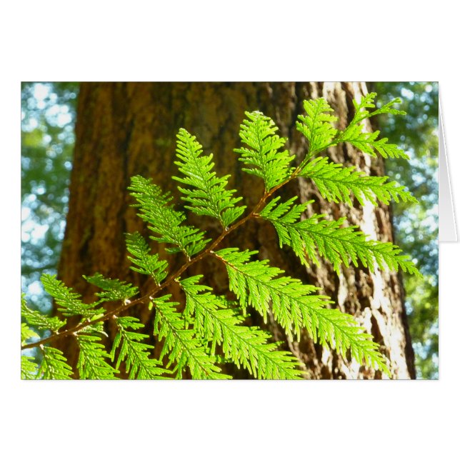 Höjdpunkter i en botanisk trädgård för sekvojaer hälsningskort (Framsidan Horizontal)