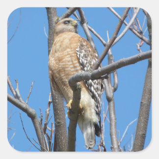 hök, fågel, be fågel, Cooper's hawk, natur Fyrkantigt Klistermärke