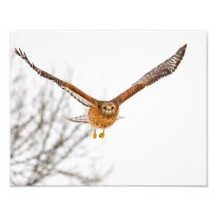 Hök i flyg fototryck