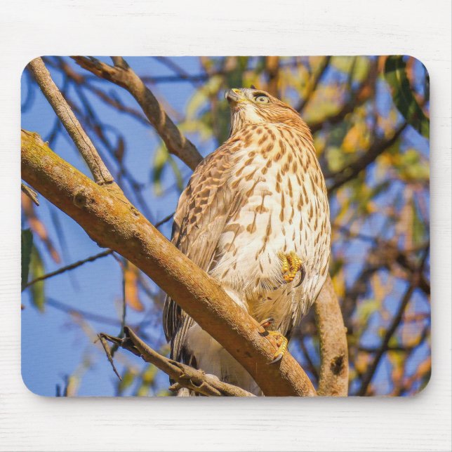 Hök musmattor | Vilda djur Raptor skrivbord dekora (Framsidan)