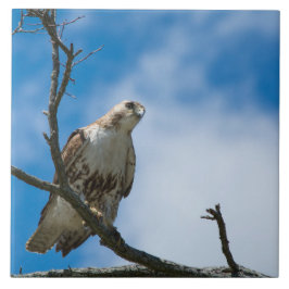 Hök på jakt Stor 6 x 6 keramisk fototegel Kakelplatta