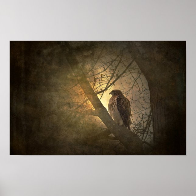 hök på trädgren poster (Framsidan)