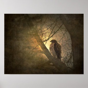 hök vid träd gren poster