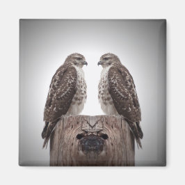 Hökar på en posta magnet