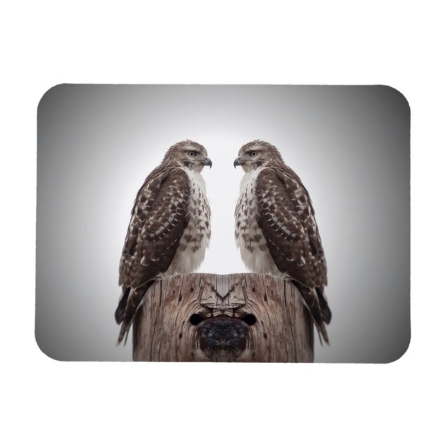 Hökar på en posta magnet (Horisontell)