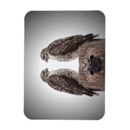 Hökar på en posta magnet