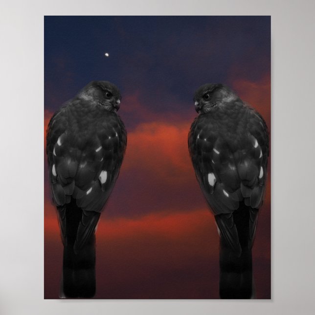 Hökstorm Poster (Framsidan)