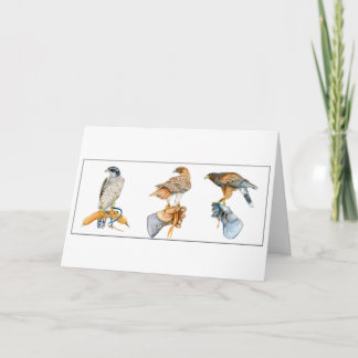 Hökstudier, födelsedagskort kort