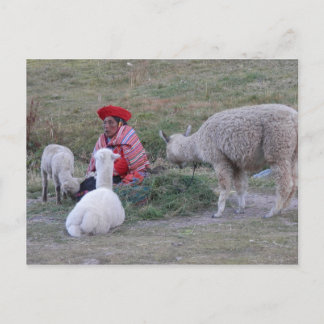 Hölander med flock vykort