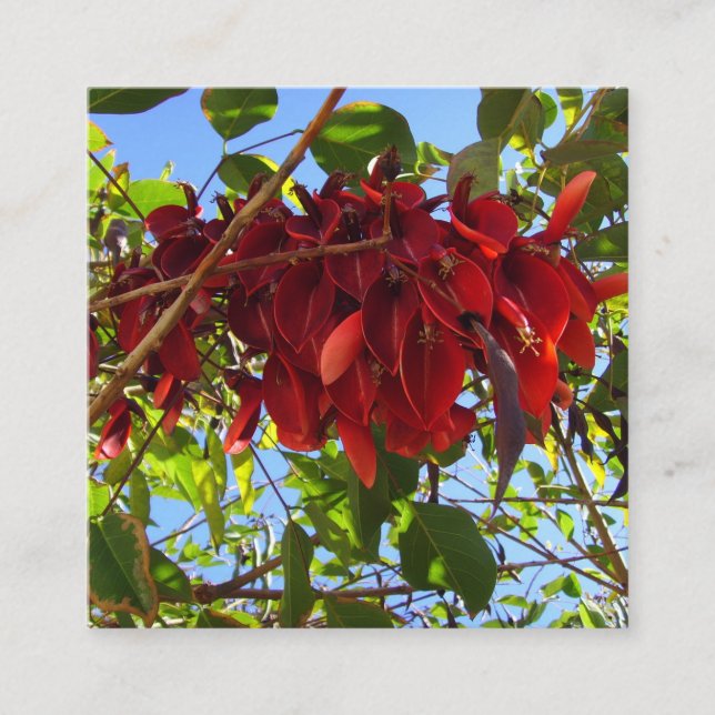 höljeskort för rött löv tilläggskort (Framsida)