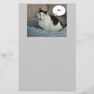 Holla Cat Humor Brevpapper