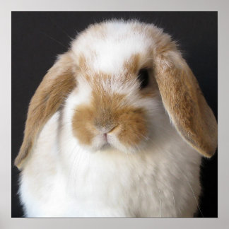 Holland baby print poster